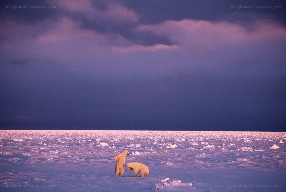 Polar bears on ice