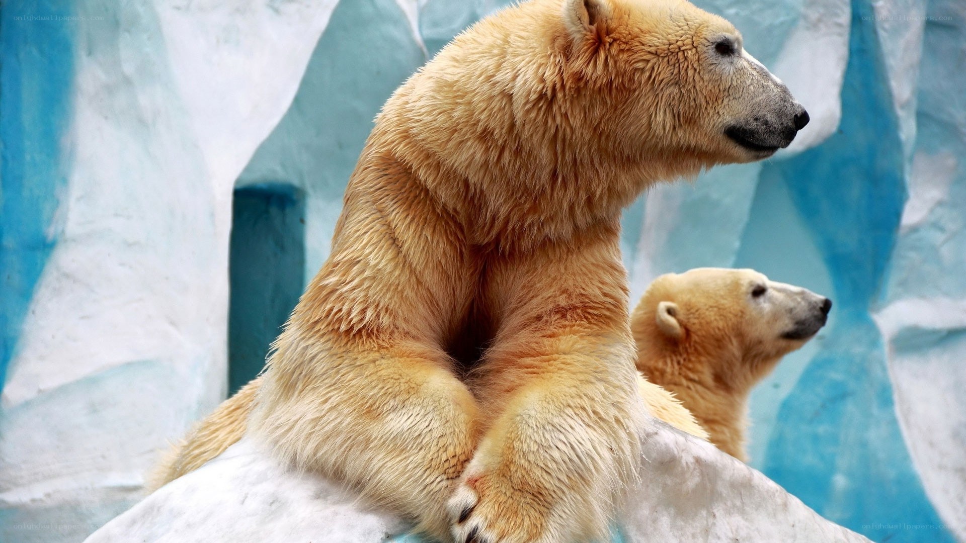 Polar bears on ice