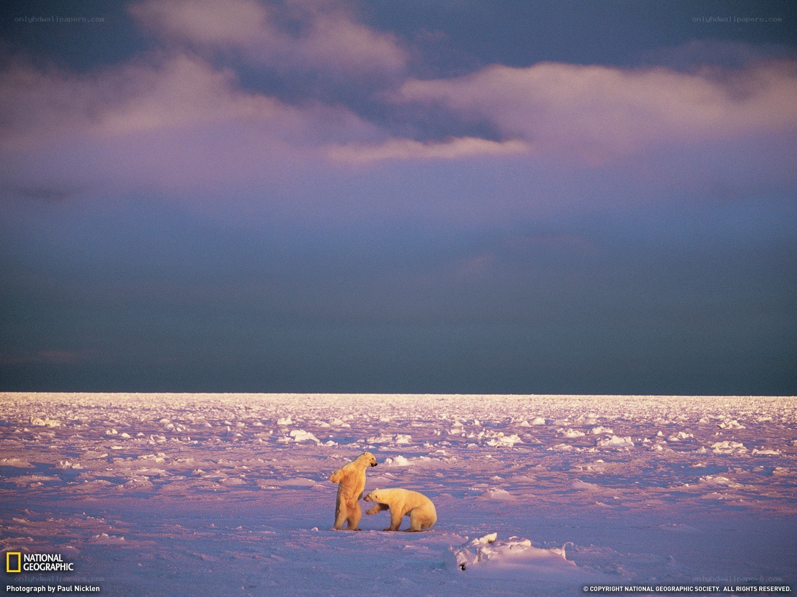 Polar bears on ice