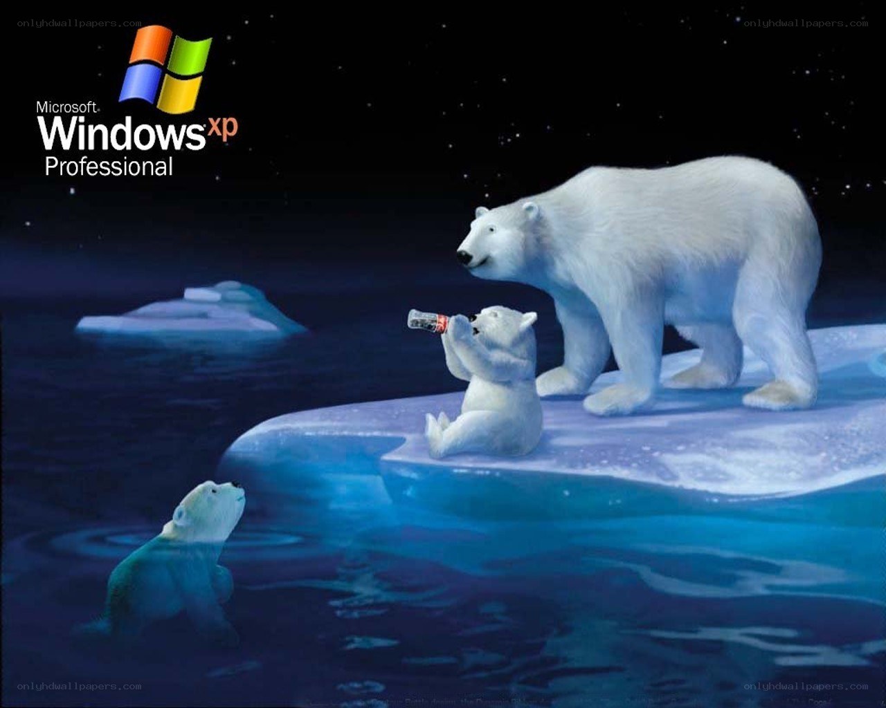 Polar bears on ice