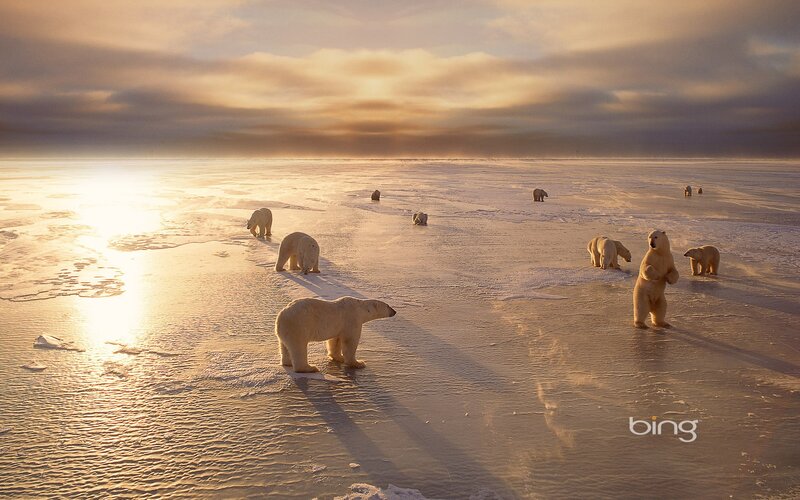 Polar bears on ice at sunset