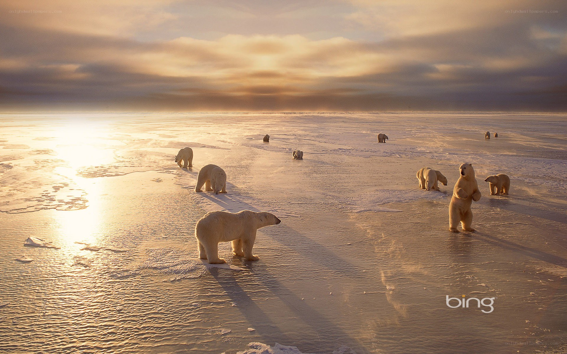 Polar bears on ice at sunset