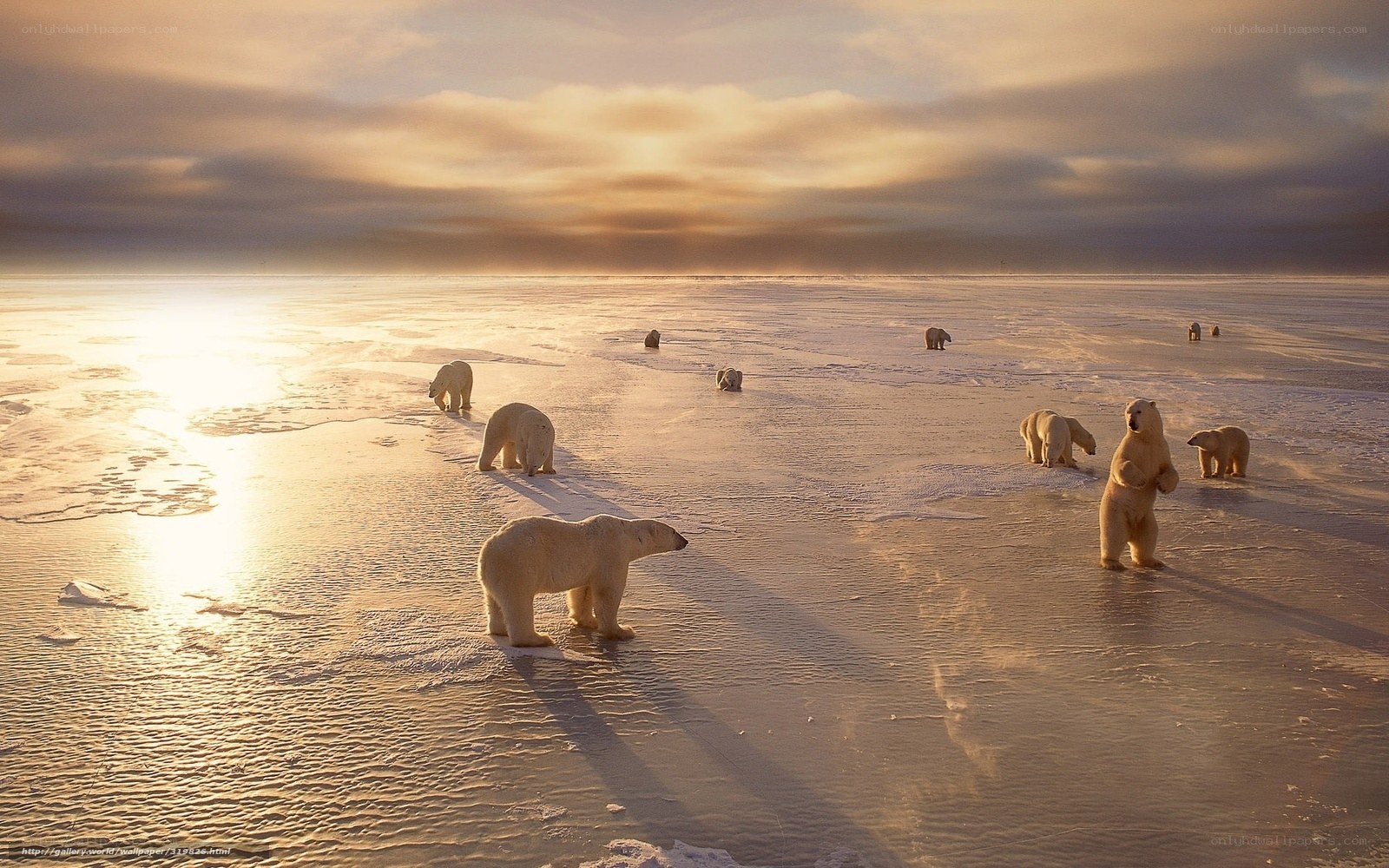 Polar bears on ice at sunset