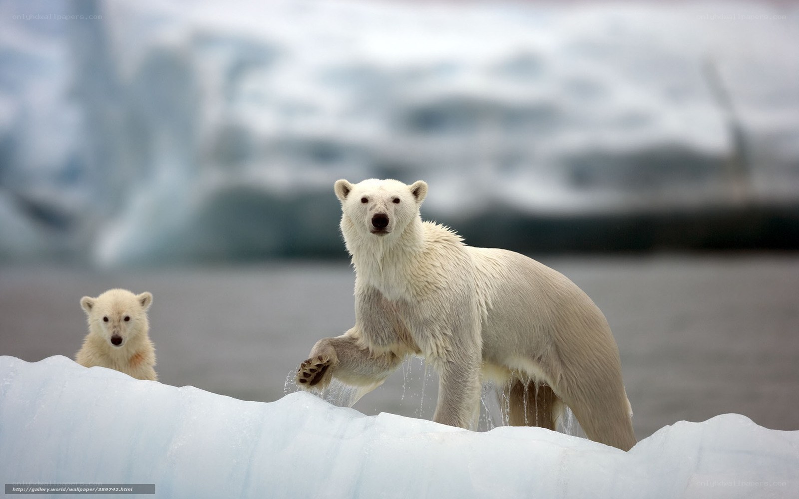 Polar bears on ice floe