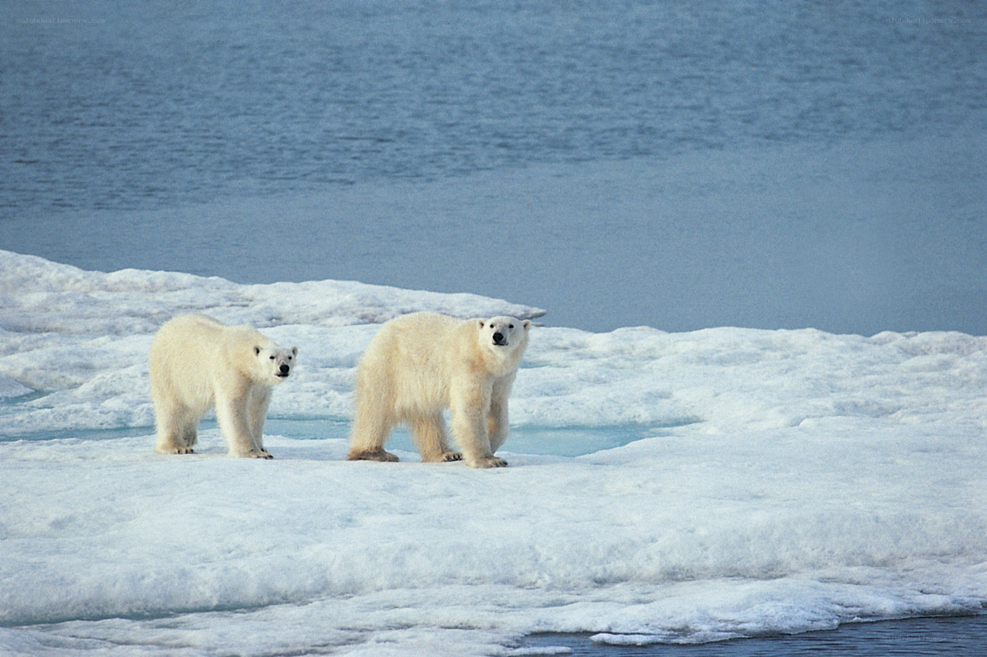 Polar bears on ice floe