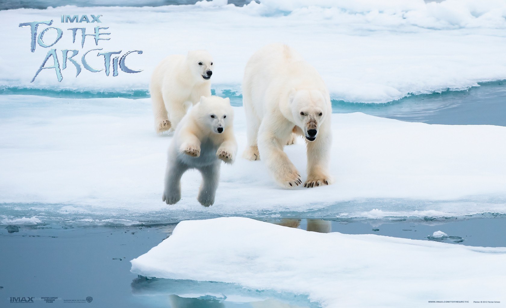 Polar bears on ice floe