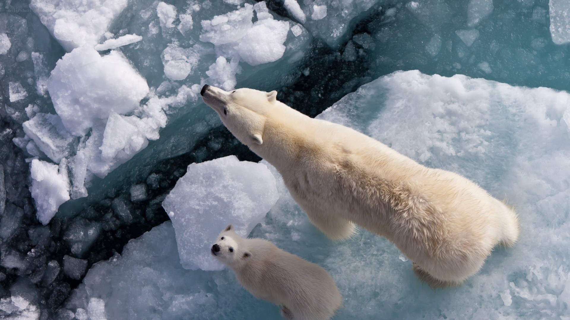 Polar bears on ice floe