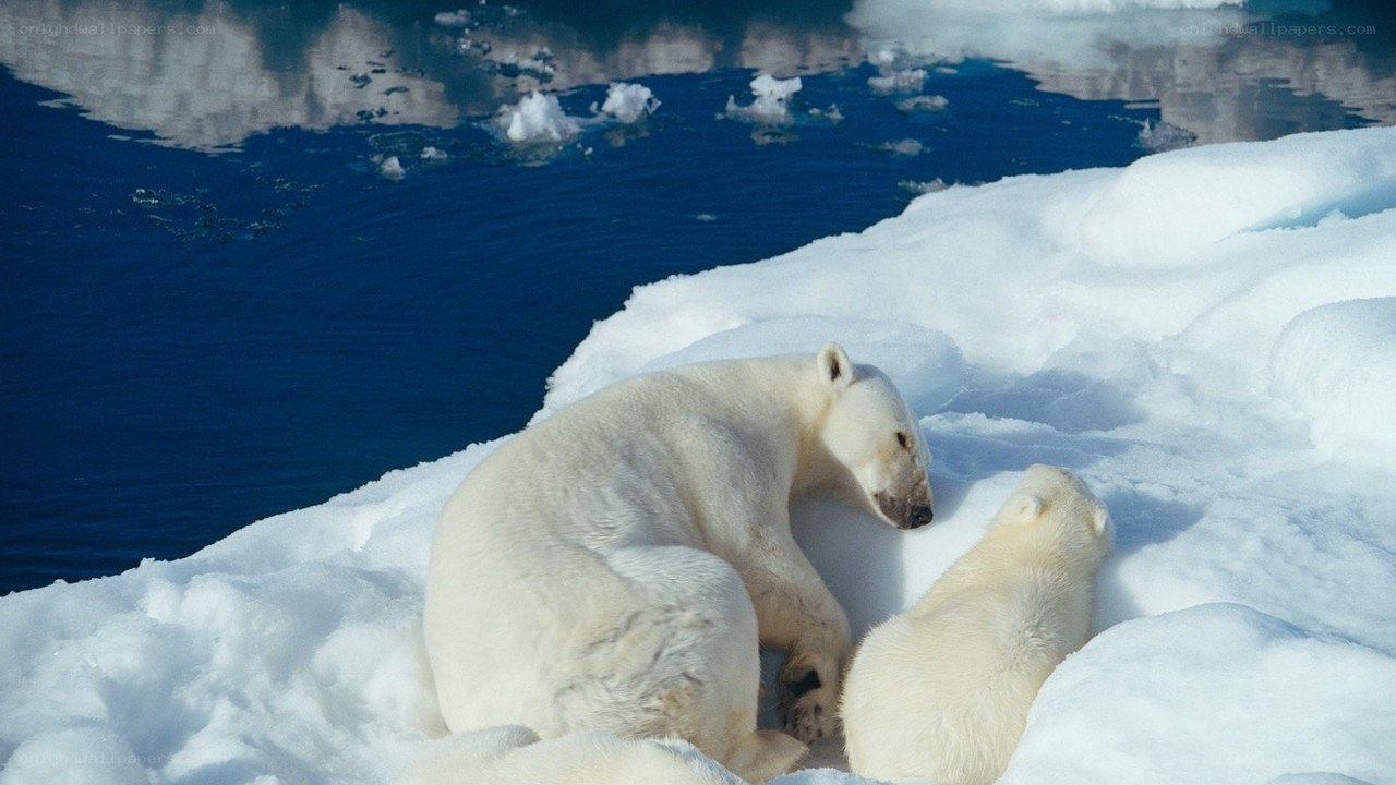 Polar bears on ice floe