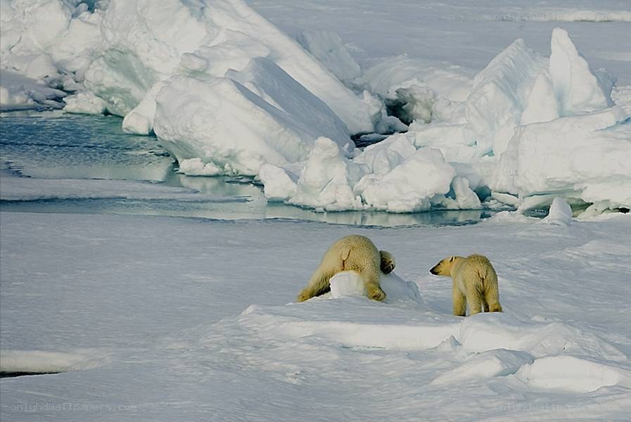 Polar bears on ice floe