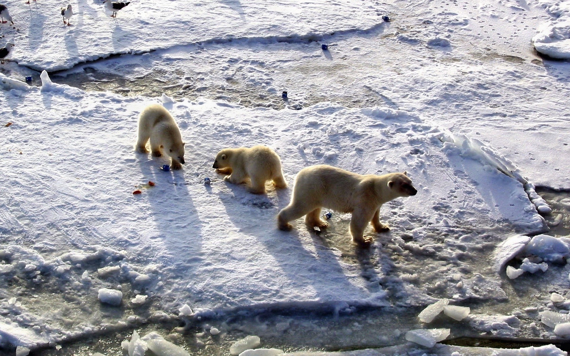 Polar bears on ice floe