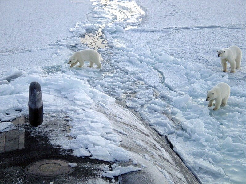 Polar bears on ice near submarine