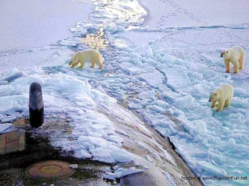 Polar bears on ice near submarine
