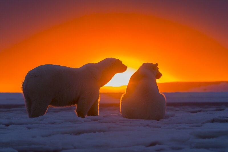 Polar Bears on Ice — Orange, Dramatic, Sunset, Photograph