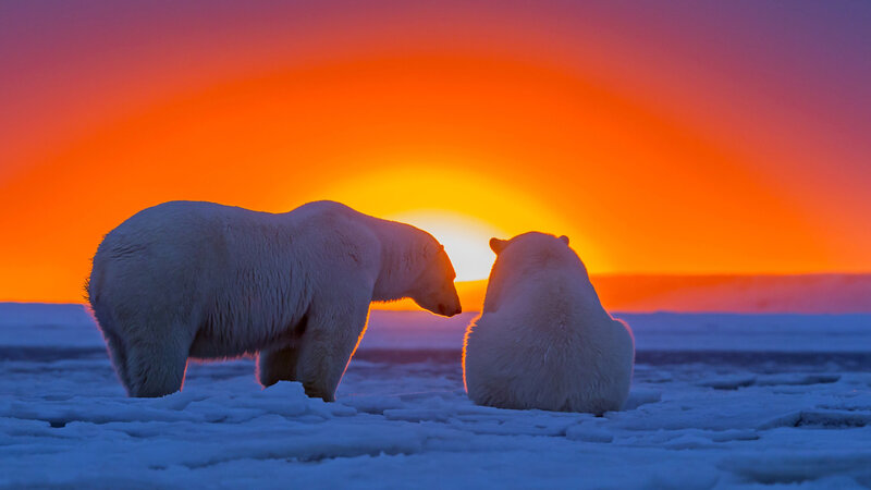 Polar Bears on Ice — Orange, Dramatic