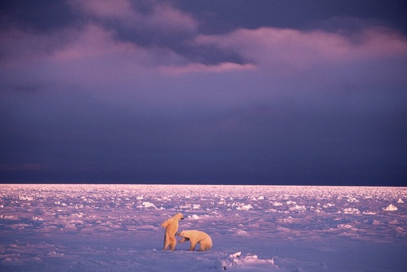 Polar Bears on Ice — Purple, Dramatic, Sunset