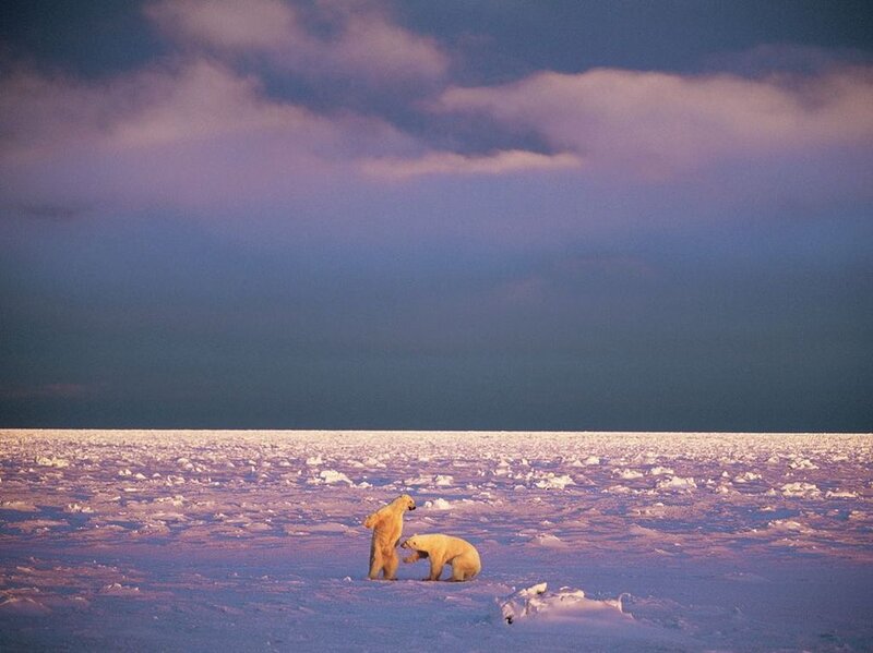 Polar Bears on Ice — Purple