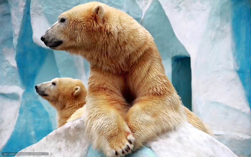Polar Bears on Ice — White, Calm, Photograph, Background