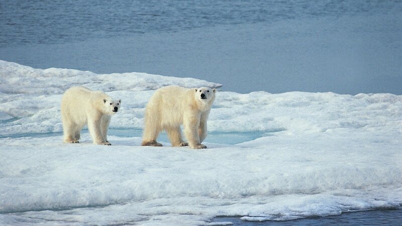 Polar Bears on Ice — White, Cold, Photograph
