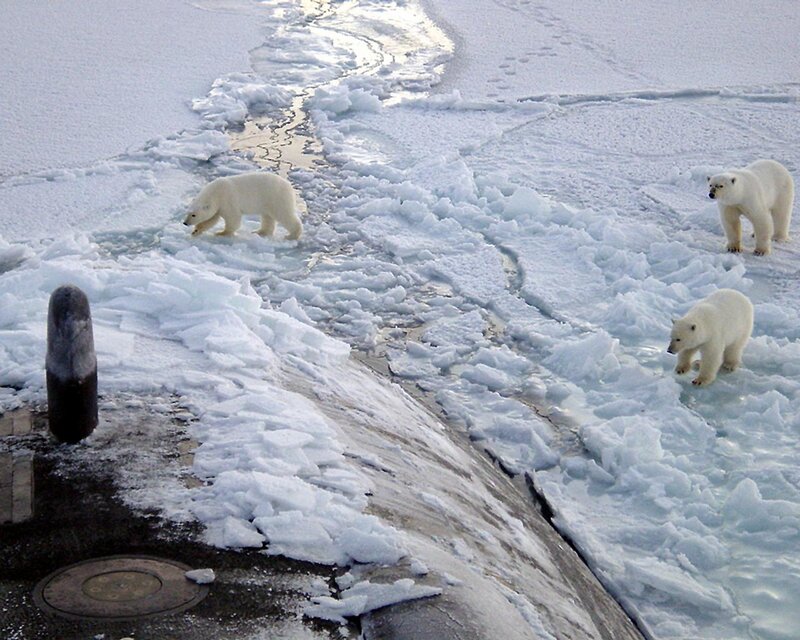 Polar Bears on Ice — White, Cold
