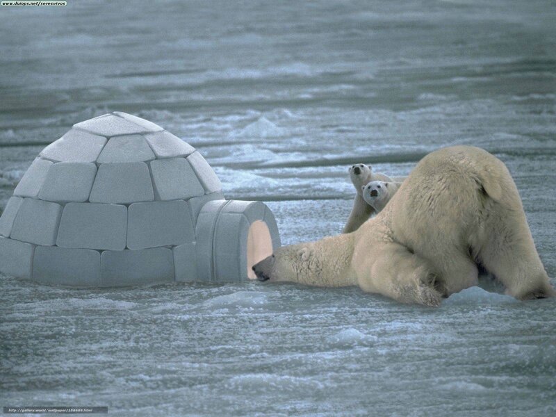 Polar Bears on Ice — White, Cold, Winter, Photograph, Igloo