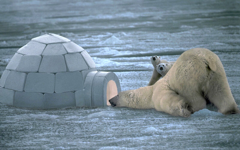 Polar Bears on Ice — White, Cold, Winter, Photograph