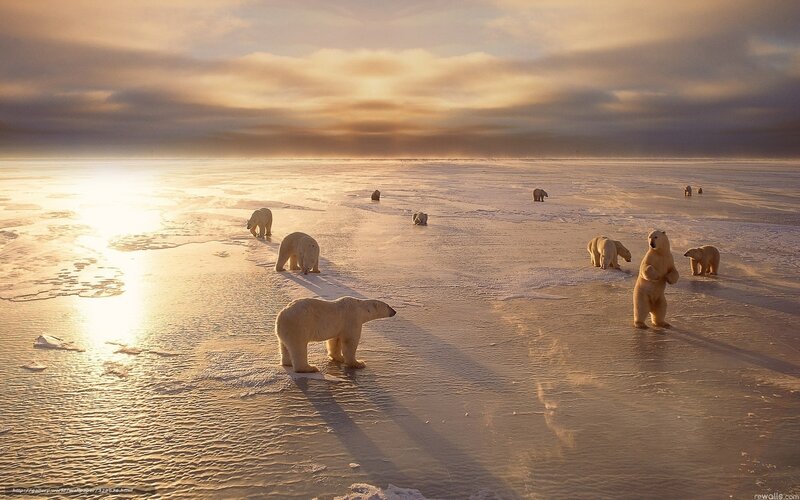 Polar Bears on Ice — White, Dramatic, Sunset, Photograph, Sunlight