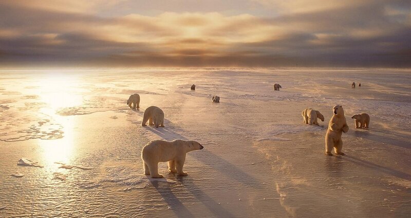 Polar Bears on Ice — White, Dramatic, Sunset, Photograph