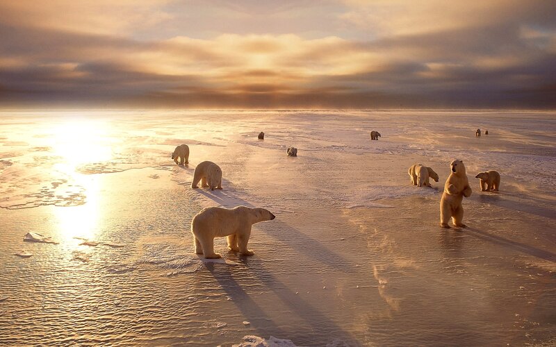 Polar Bears on Ice — White, Dramatic, Sunset