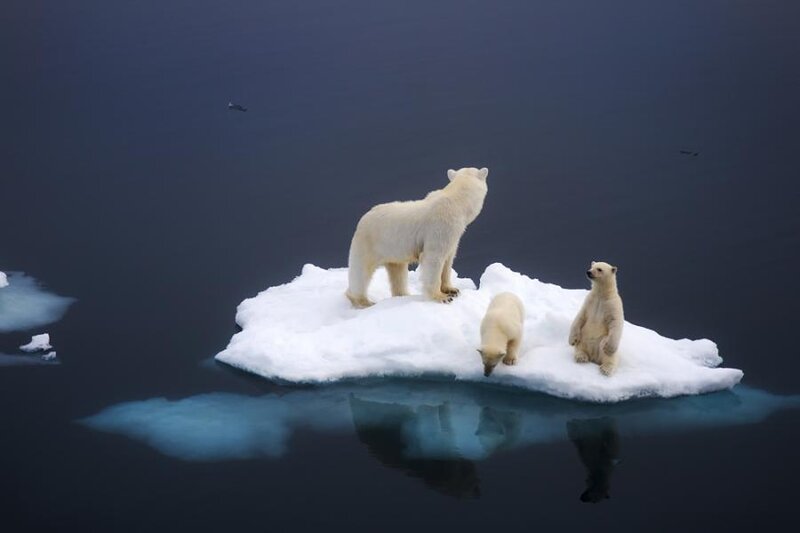 Polar Bears on Ice — White, Dramatic