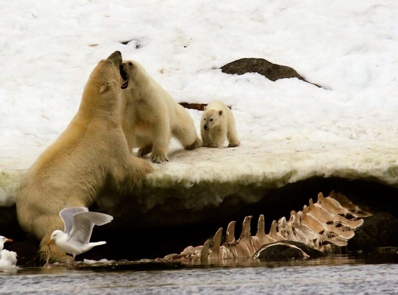 Polar Bears on Ice — White, Dramatic, Winter