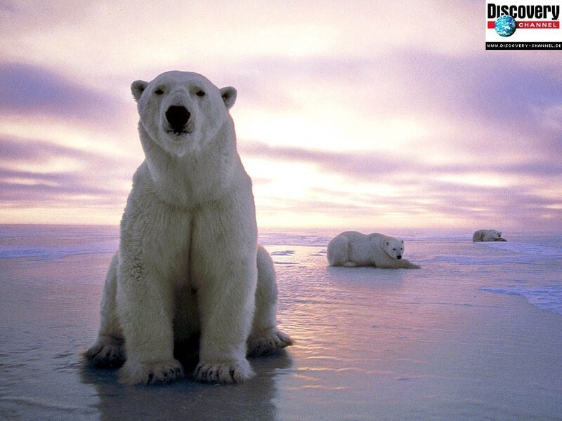 Polar Bears on Ice — White, Serene, Sunset, Photograph, Sky