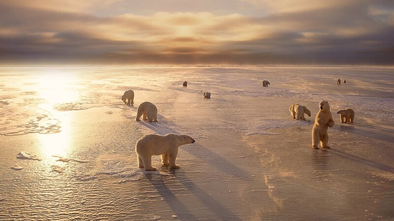 Polar Bears on Ice — White, Serene, Sunset, Photograph