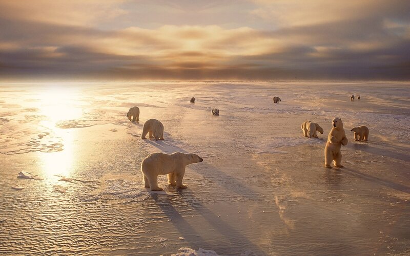 Polar Bears on Ice — White, Serene, Sunset