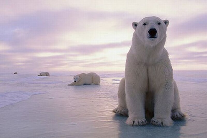 Polar Bears on Ice — White, Serene