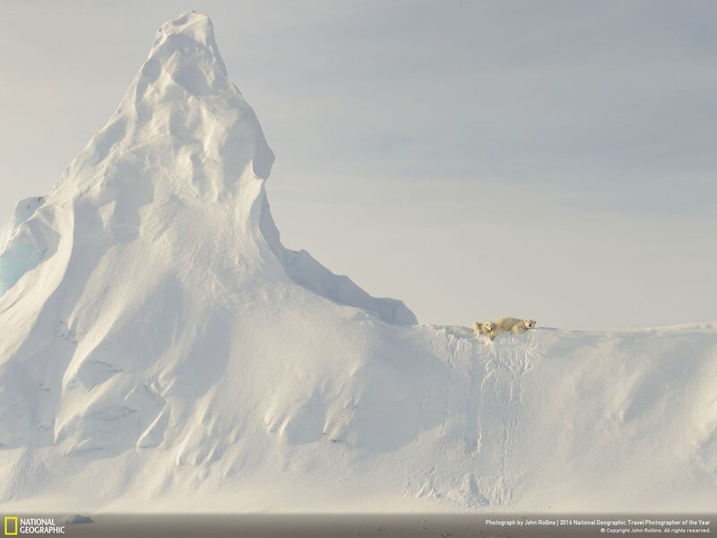 Polar Bears on Ice — White, Serene, Winter