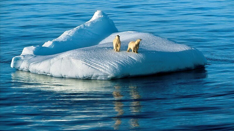Polar Bears on Iceberg — Blue, Serene