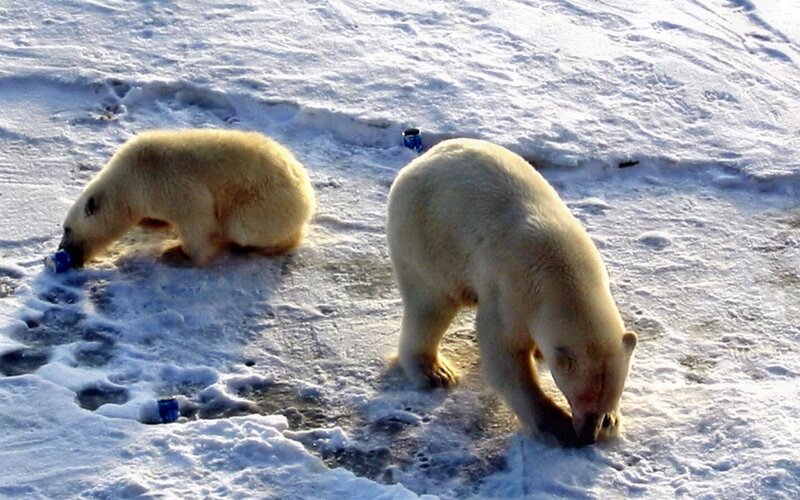 Polar bears on snow