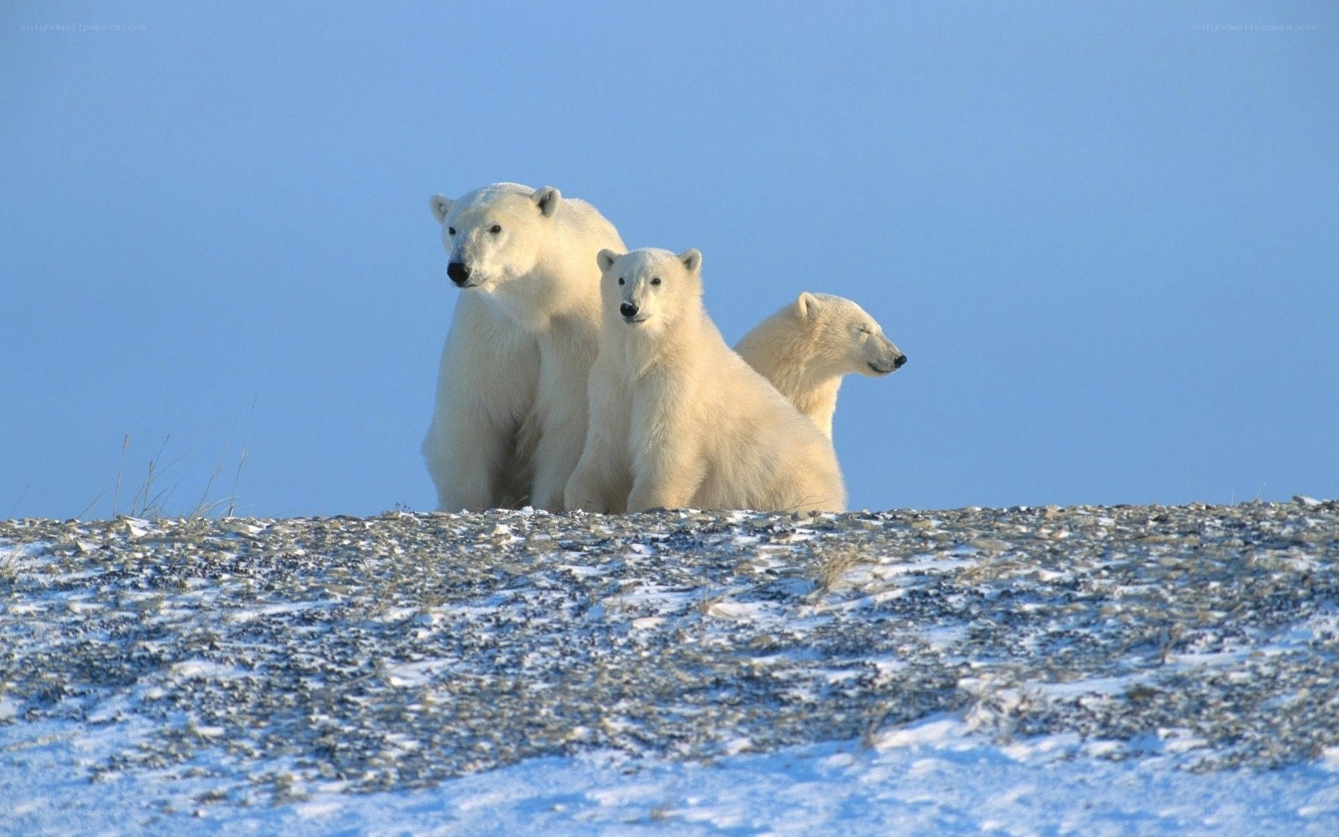 Polar bears on snowy hill