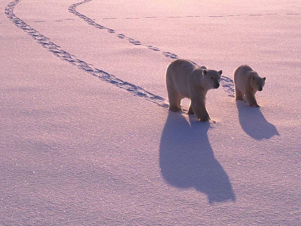 Polar bears on snowy tundra