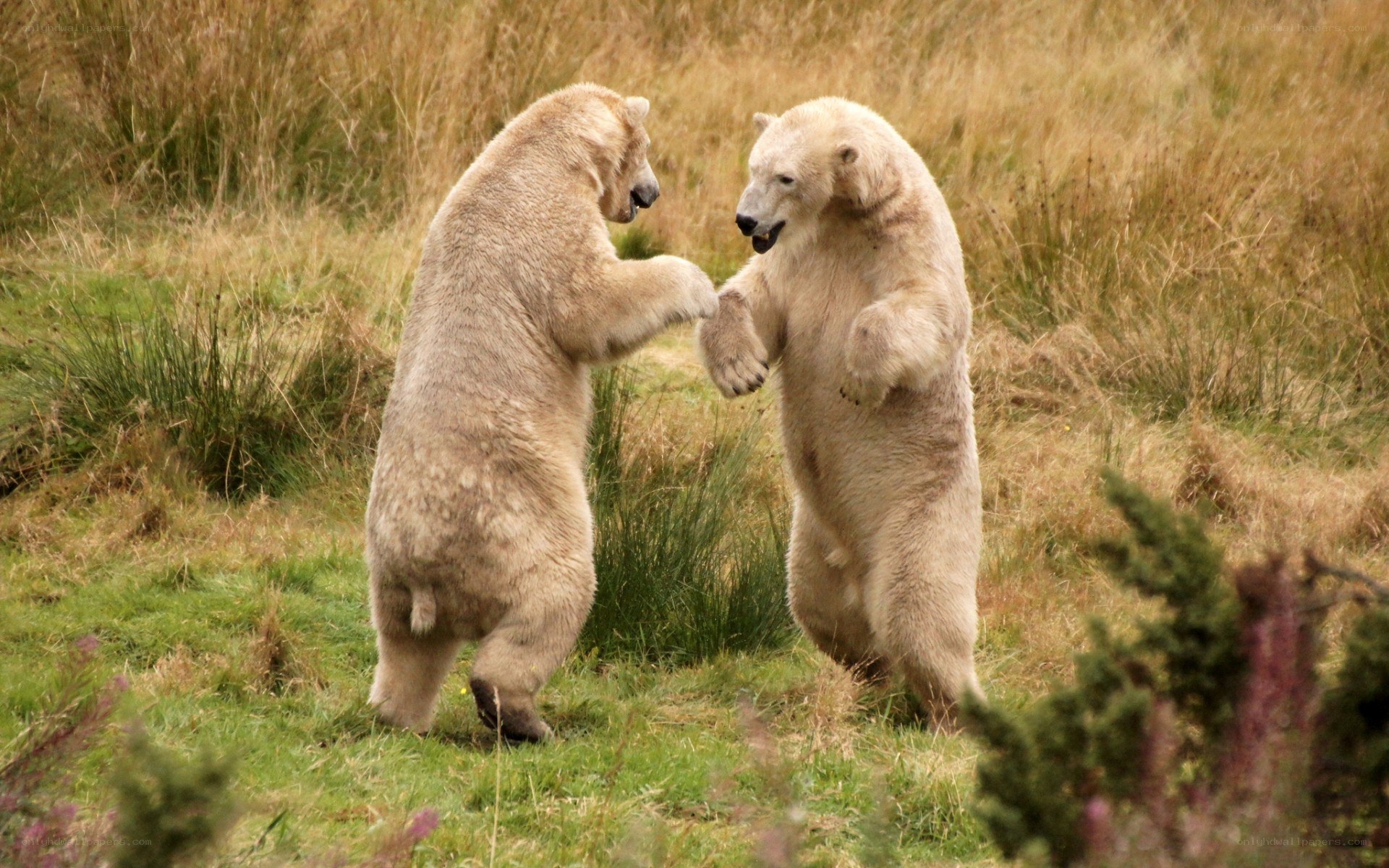Polar bears playing in grass