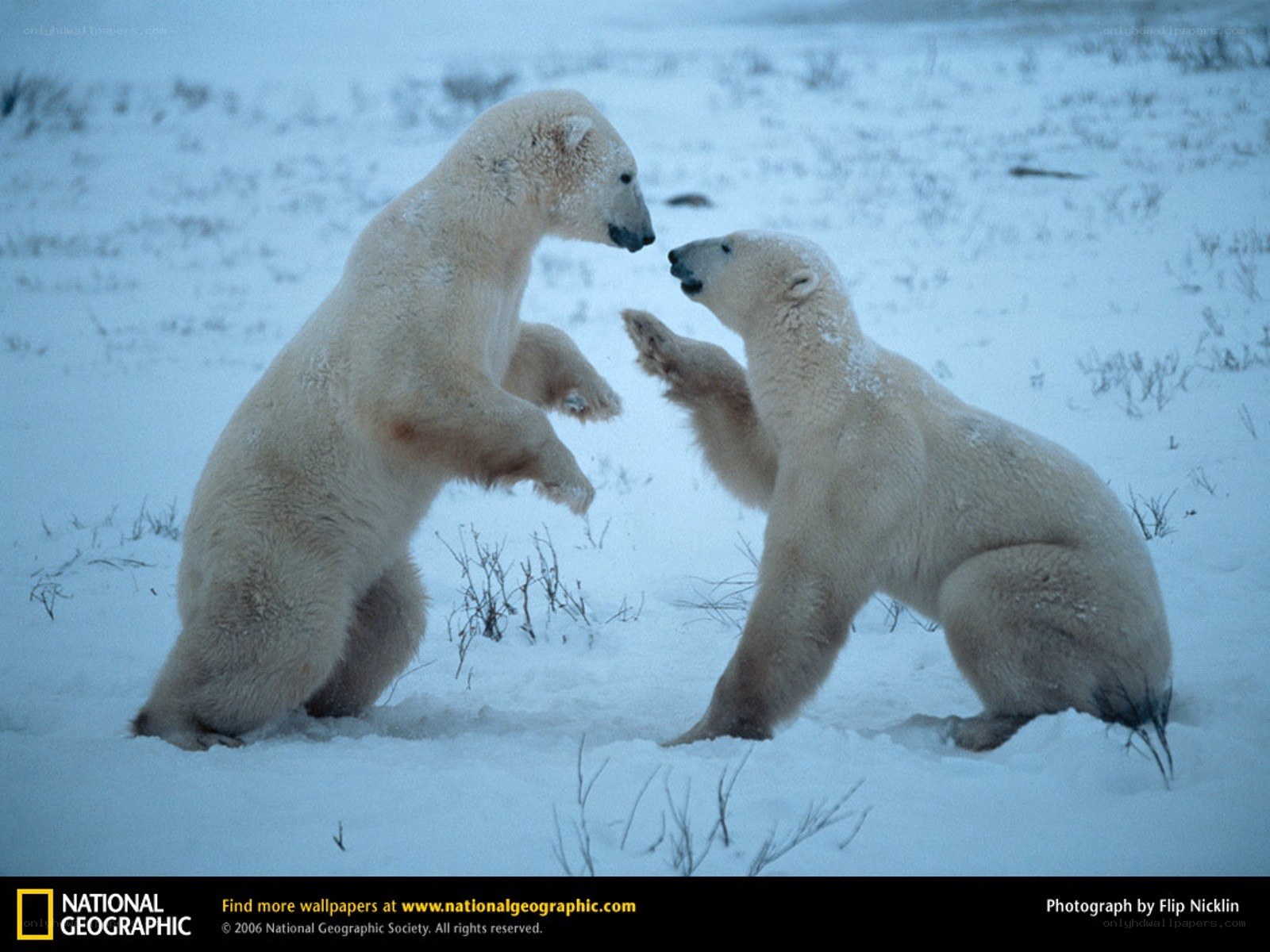 Polar bears playing in snow