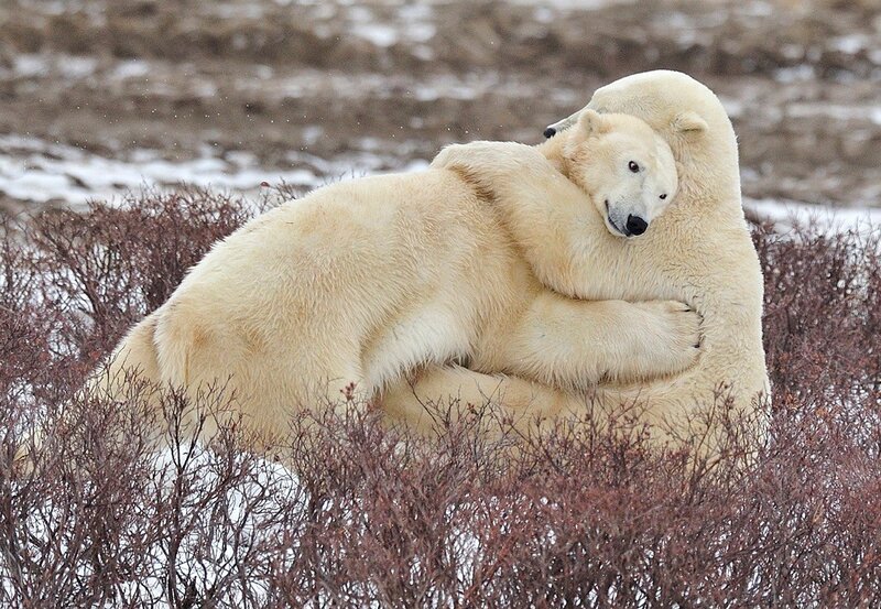 Polar bears playing in snow
