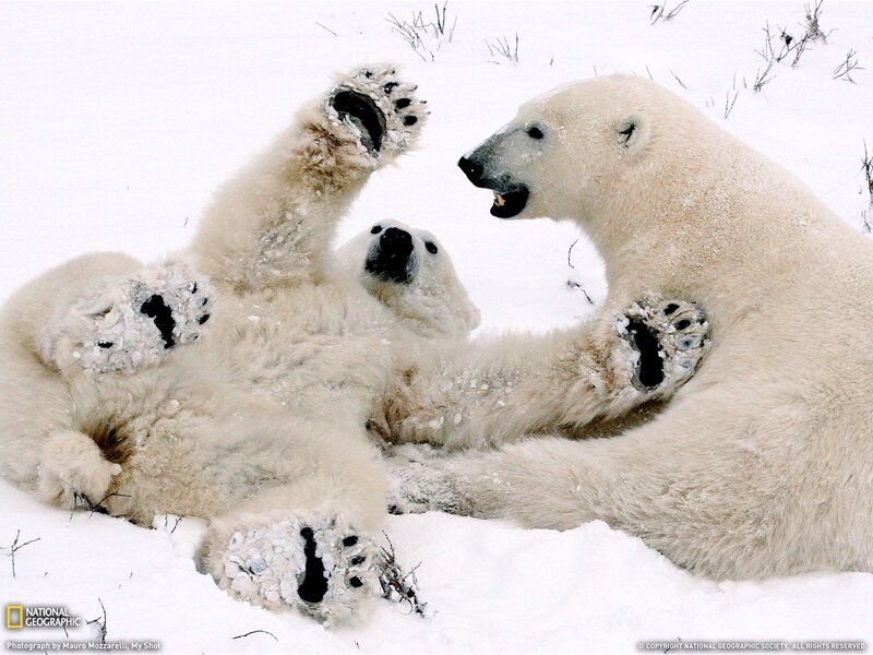 Polar bears playing in snow