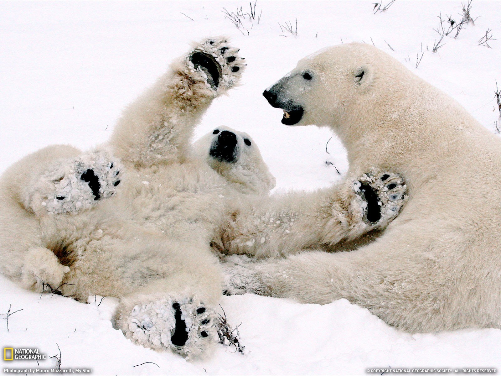 Polar bears playing in snow