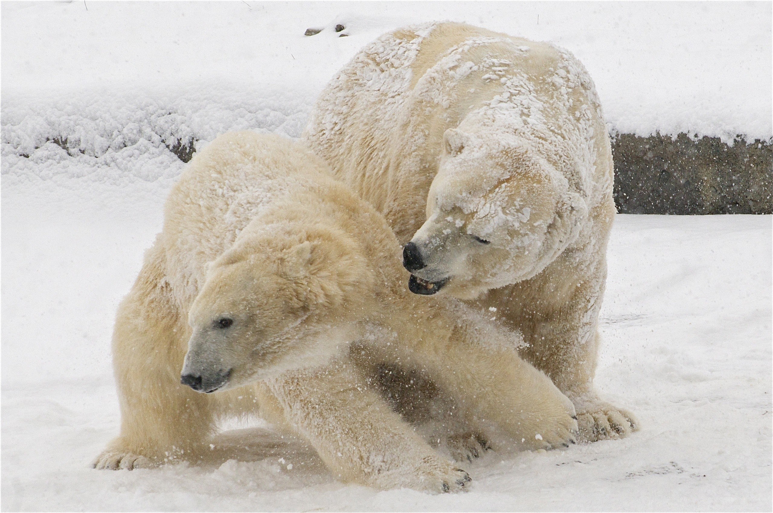 Polar bears playing in snow