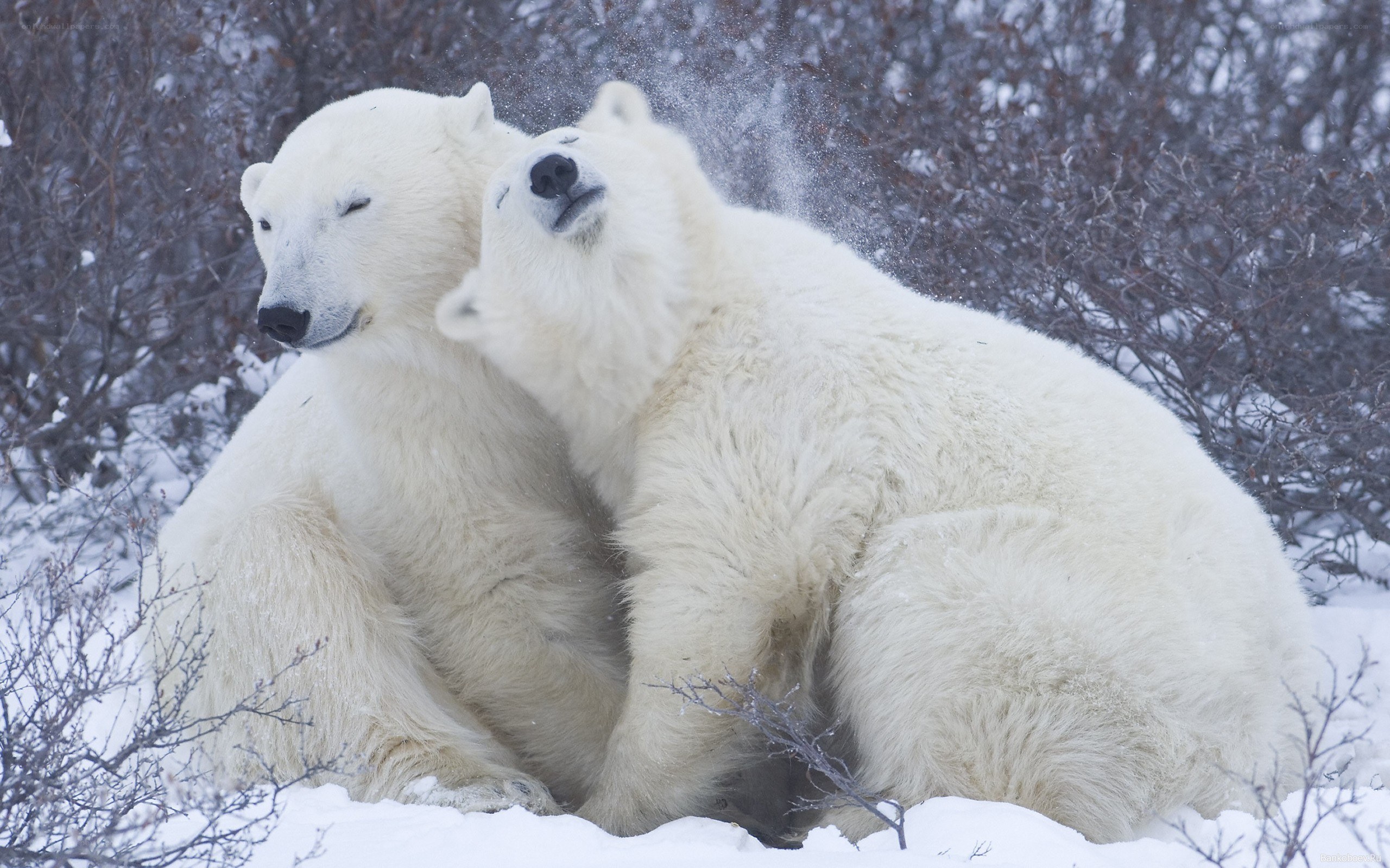 Polar bears playing in snow