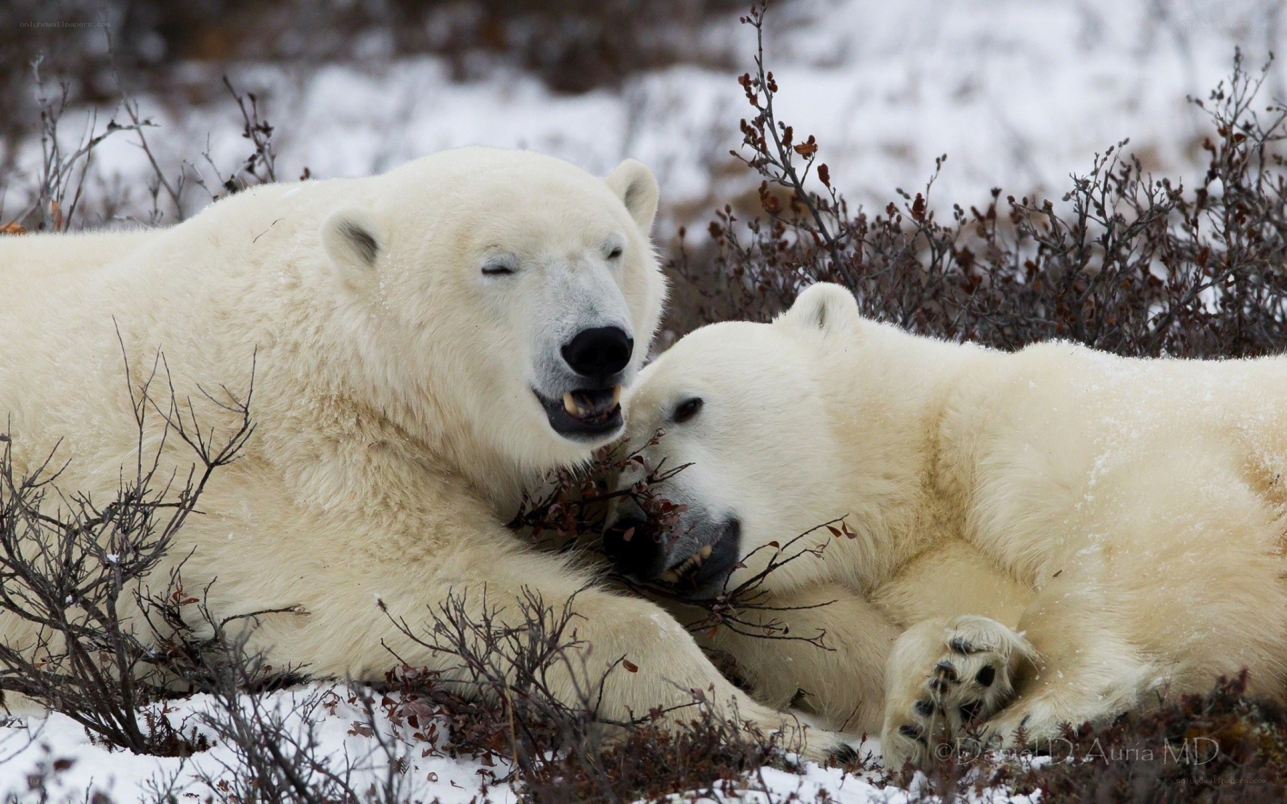 Polar bears playing in snow