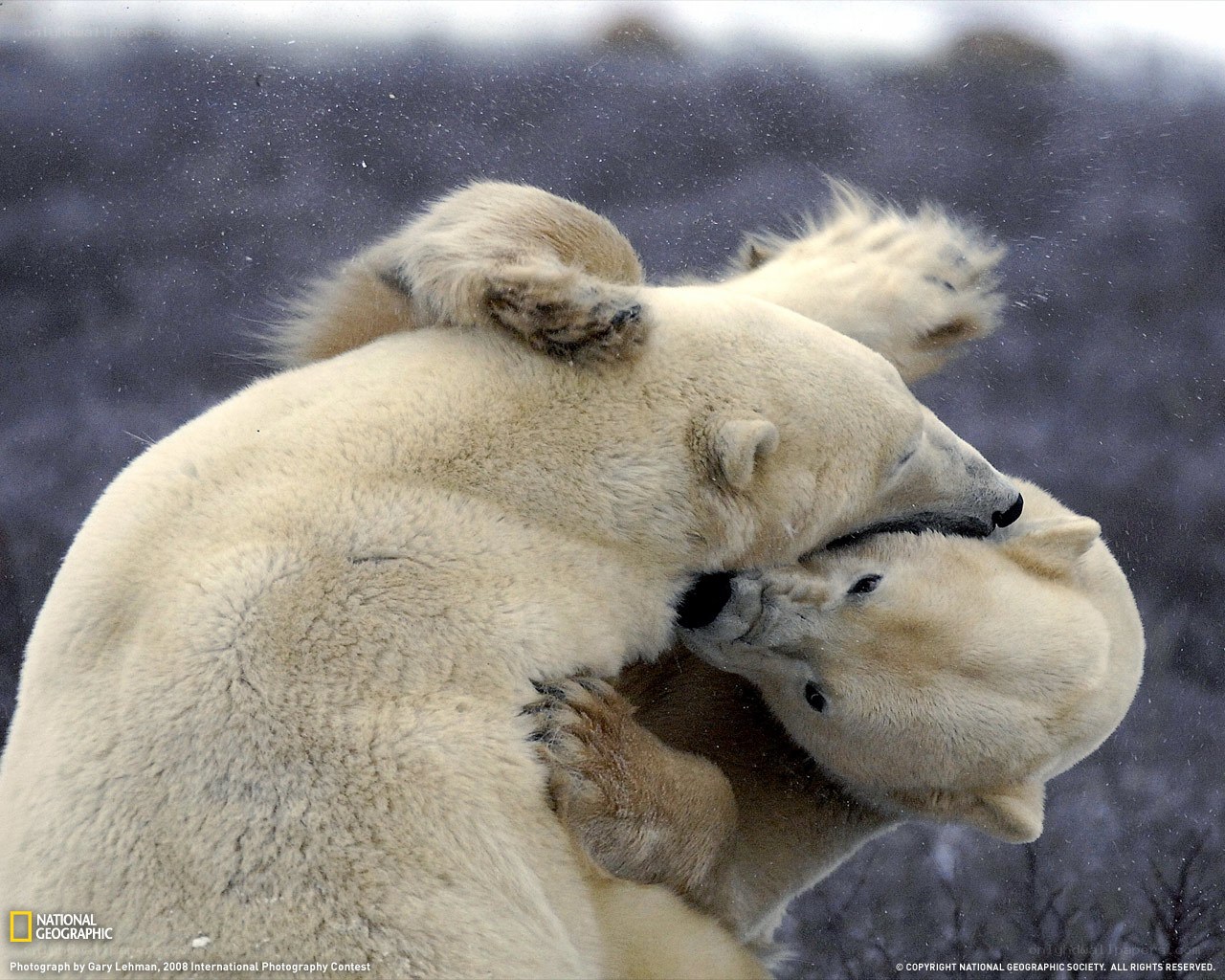 Polar bears playing in snow