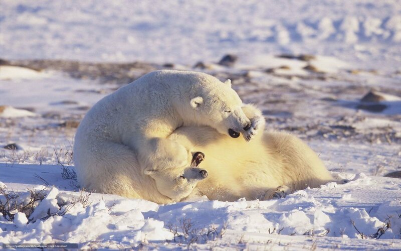 Polar bears playing in snow