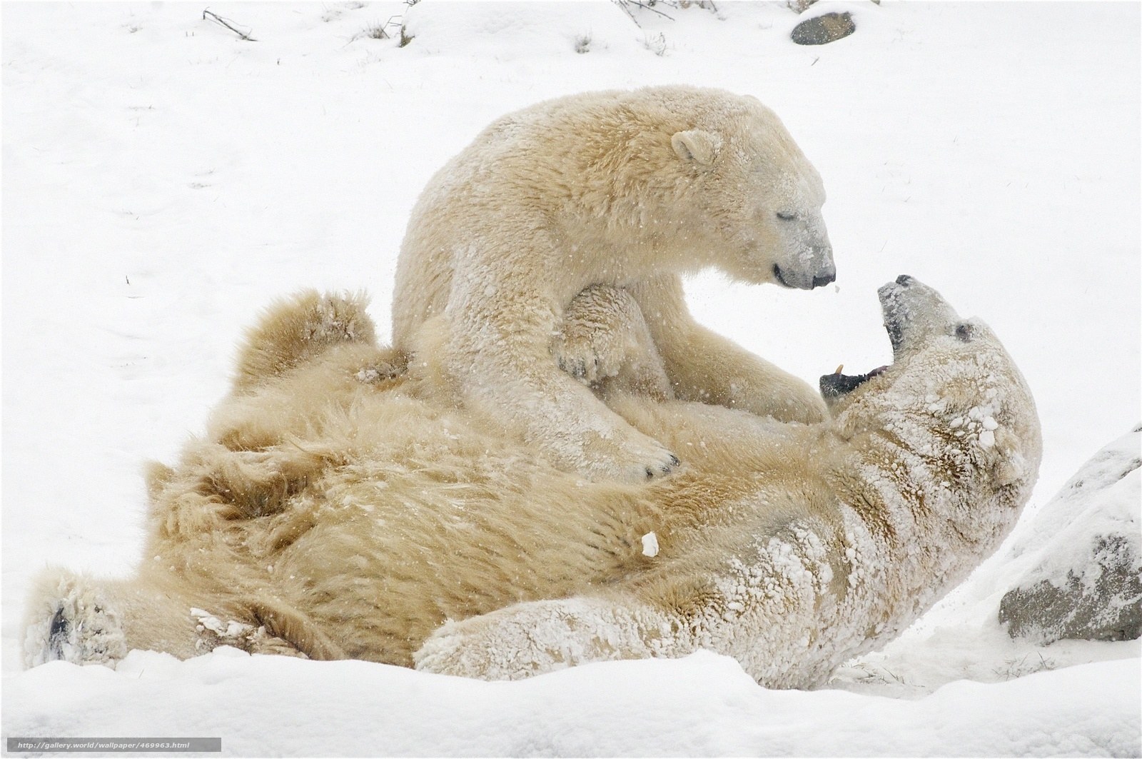 Polar bears playing in snow